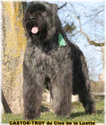 bouvier des flandres du clos de la luette - copyright déposé